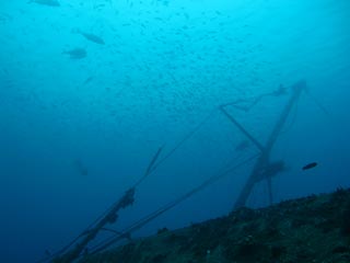 'Severence' at Lady Elliot Island