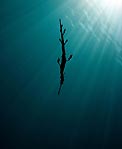 Seadragon Silhouette