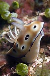 Sniffing Nudibranch