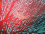 Hiding on a Gorgonian Fan