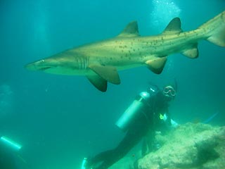 Grey Nurse Shark