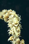 Whip Coral Shrimp