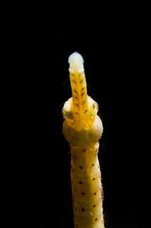 Pipefish