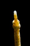 Pipefish