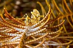 Crinoid Shrimp