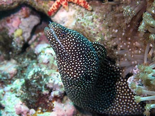 Spotty Moray