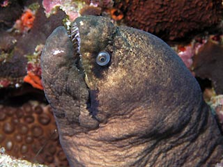 Moray Eel