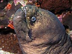 Moray Eel