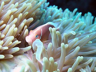 Pink Anemonefish