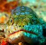 Lizardfish