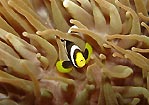 Anemonefish at Cook Island