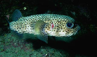 Spotted Porcupinefish