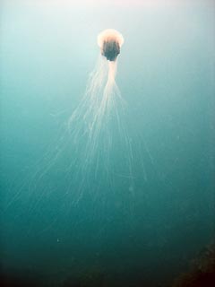 Lion's Mane Jellyfish