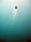 Lion's Mane Jellyfish