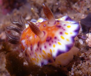 Chromodoris collingwoodi