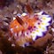 Chromodoris collingwoodi