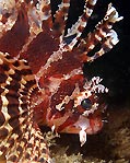 Dwarf Lionfish