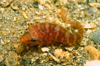 Tasmanian Clingfish