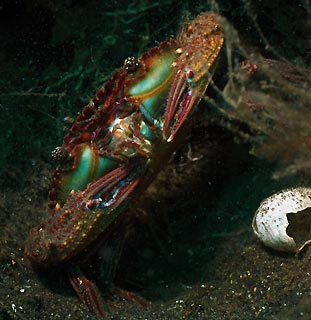 Crab in a bucket