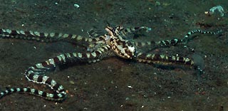 Mimic Octopus