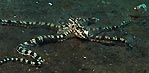 Mimic Octopus