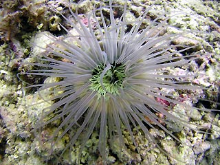 Tube Anemone