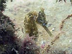 White's Seahorse