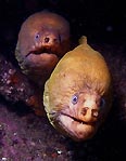 Green Morays