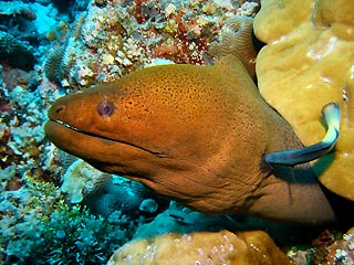 Giant Moray being cleaned