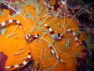 Banded Coralshrimp