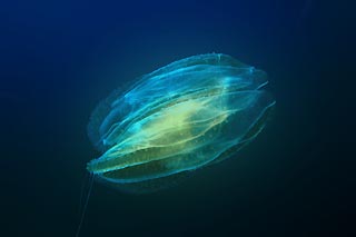 Ctenophore