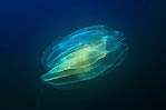 Ctenophore