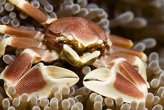 Porcelain Crab