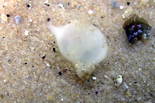 Cuttlefish Egg