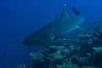 White Tip Reef Shark