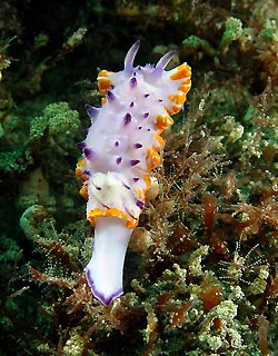 Orange-barred Mexichromis