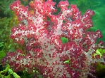 Soft Coral