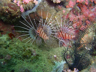 Lionfish