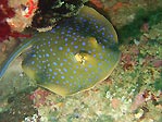 Blue-spotted Stingray