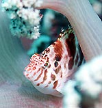 Blotched Hawkfish