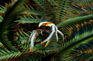 Elegant Squat Lobster