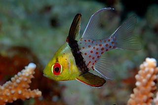 Pajama Cardinalfish