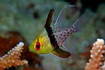 Pajama Cardinalfish