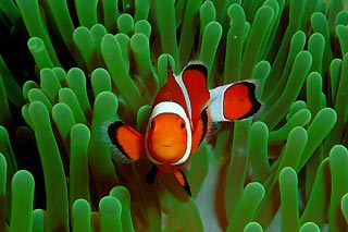 Western Clown Anemonefish