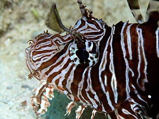 Lionfish face