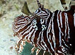 Lionfish face