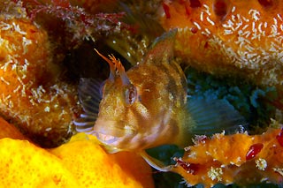 Tasmanian Blenny