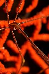 Golden-arrow Crab on red fan