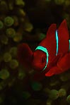 Spine-cheek Anemonefish