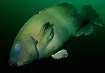 Eastern Blue Groper